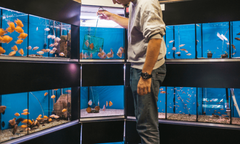 Advanced Diploma in Aquarium and Fish Care