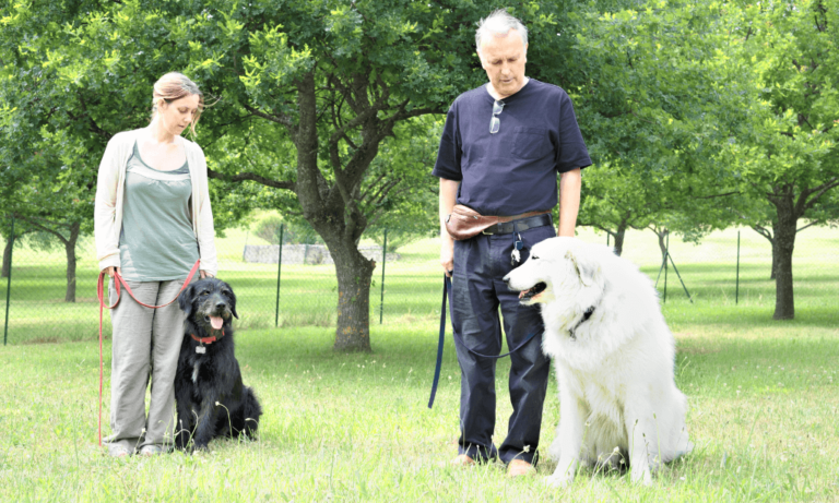 Dog Training Online Diploma