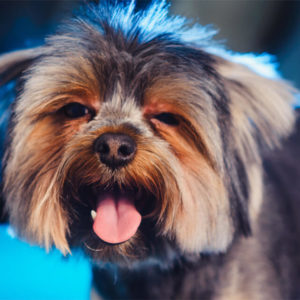 Dog Grooming Diploma