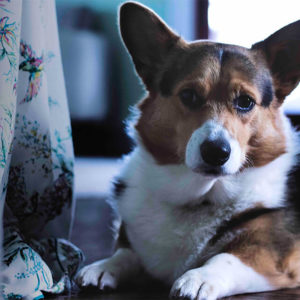 Animal Care and Psychology Level 3