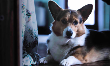 Animal Care and Psychology Level 3