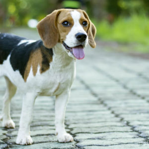 Pet Sitting and Dog Walking Course