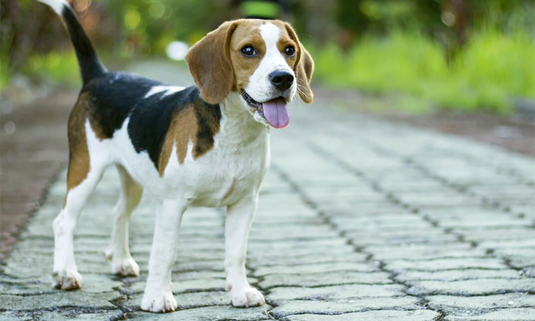 Pet Sitting and Dog Walking Course