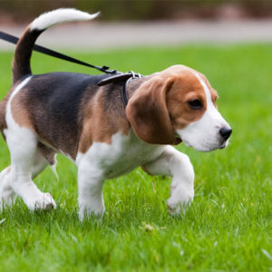 Pet Sitting and Dog Walking Diploma