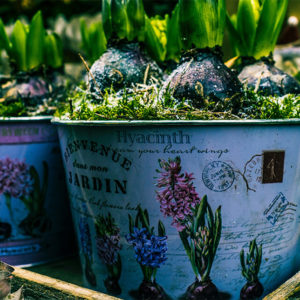 Horticulture Diploma level 3