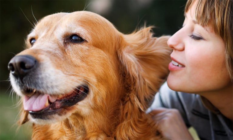 Canine First Aid (Dog First Aid)
