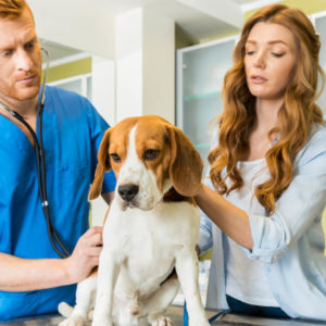 Animal Care Course for Vet Assistants