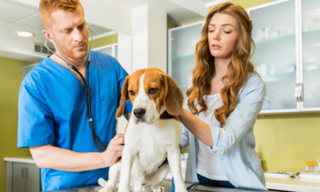 Animal Care Course for Vet Assistants
