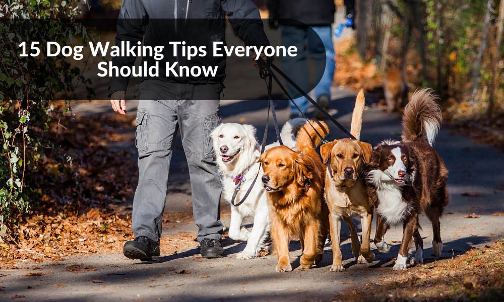 Dog Walking Tips