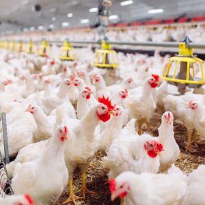 Poultry Farming Diploma