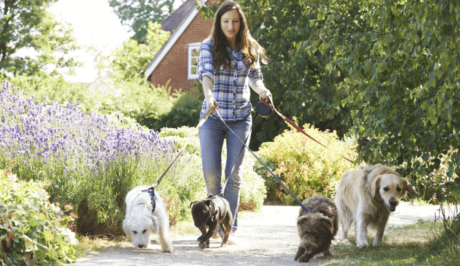 Dog Walking Business