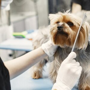 Setting Up Your Dog Grooming Business