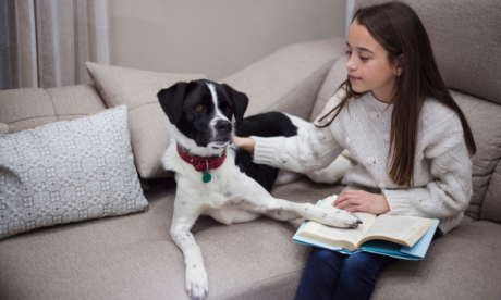 Level 3 Dog Behaviour Diploma and Pet Mental Health Care