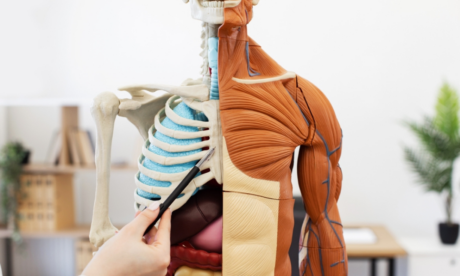 Diploma in Anatomy and Physiology of Human Body
