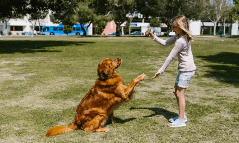 Dog Behaviour and Training